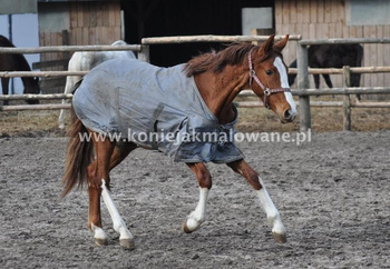 2013.05.08 Urodzinowe poczynania Sarabi